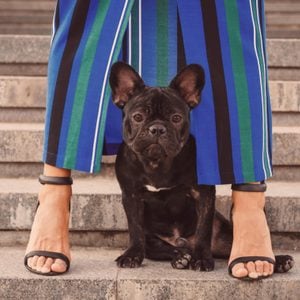 Black french bulldog puppy sitting on stairs between owner's female legs