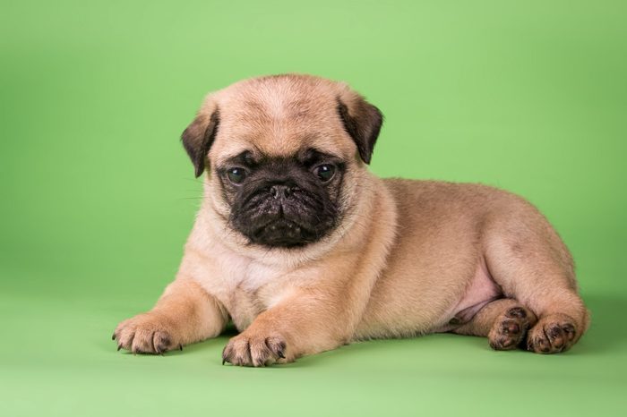 pug puppy on bright green background