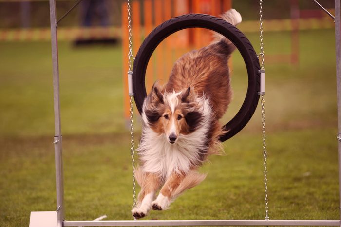 Beautiful dog in motion. Rough Collie jump through agility hoop, he is in long jump landing on grass.