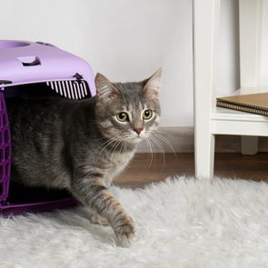 Cat in carrier box on floor at home
