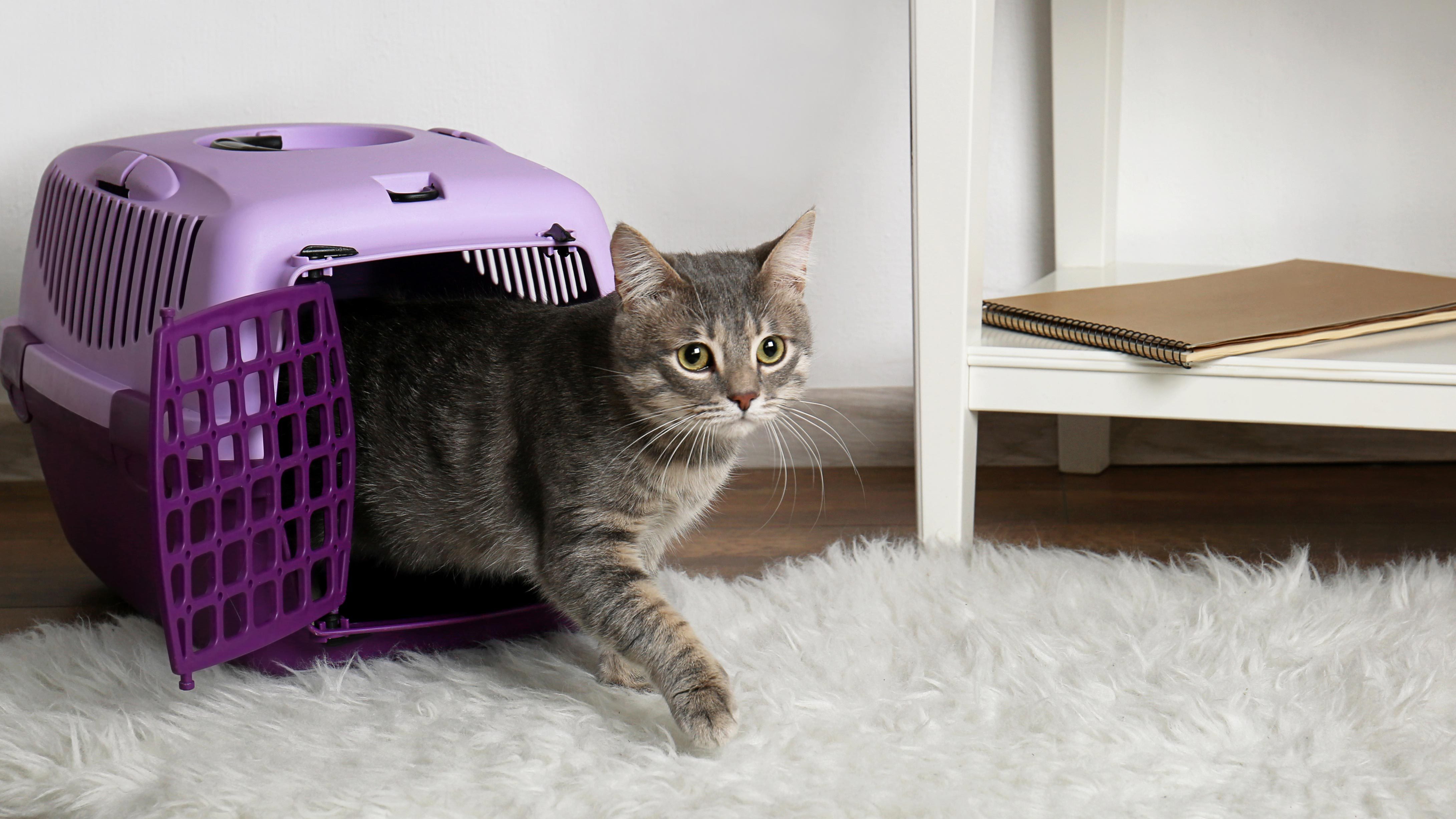 How to Get Your Cat in a Carrier—Without Getting Clawed Reader's Digest