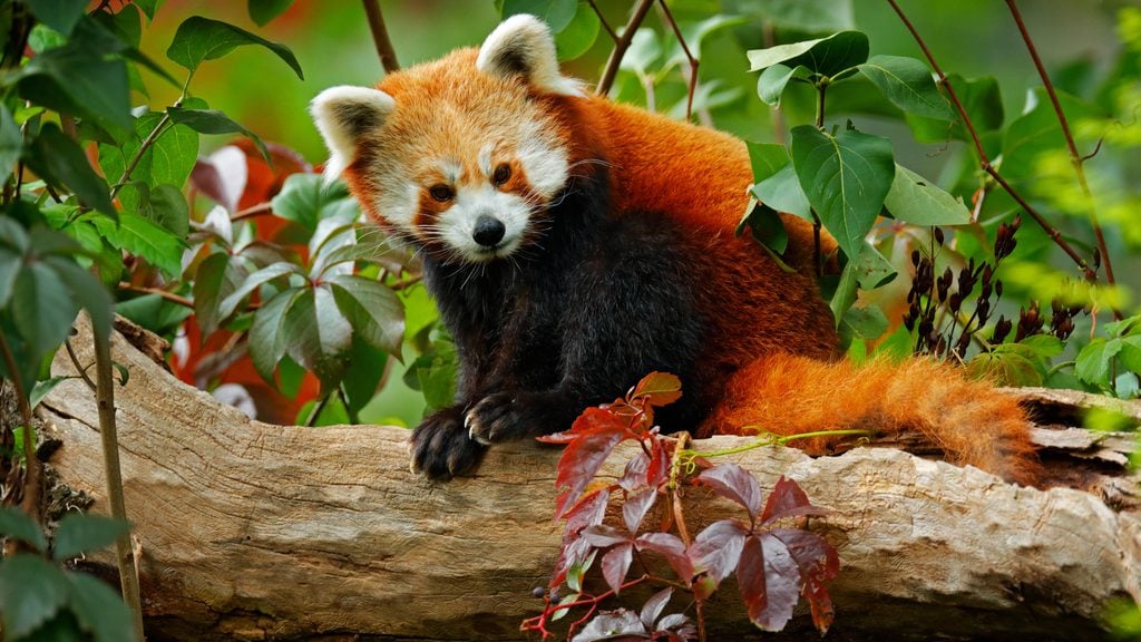 Beautiful Red panda