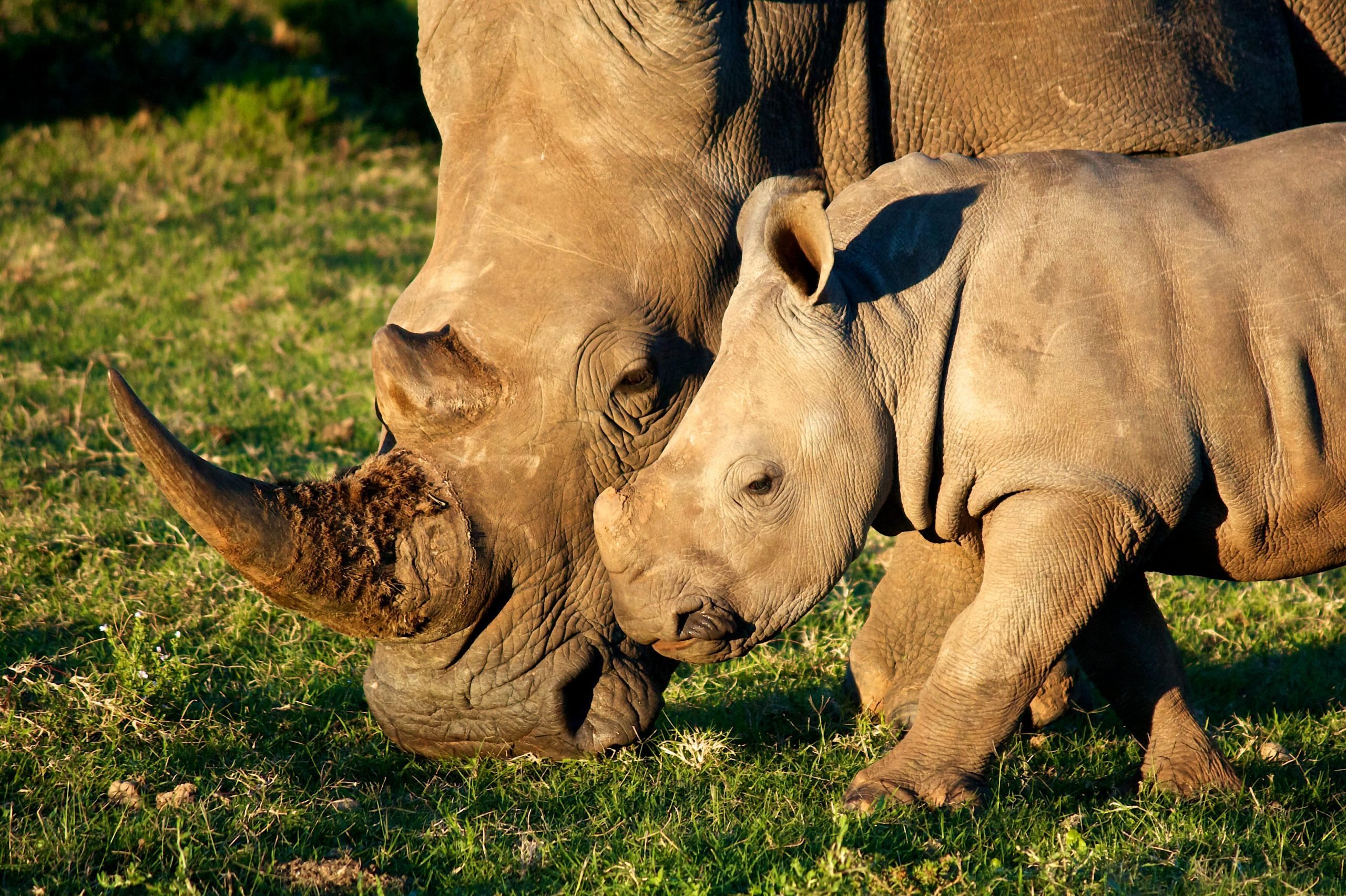 This Is How Many Rhinos Are Left in the World | Reader's Digest