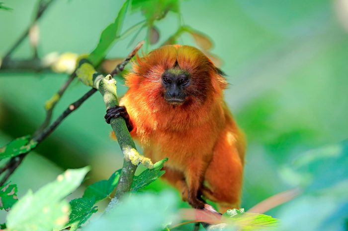 Animals That Live Only in the Amazon Rainforest | Reader's Digest