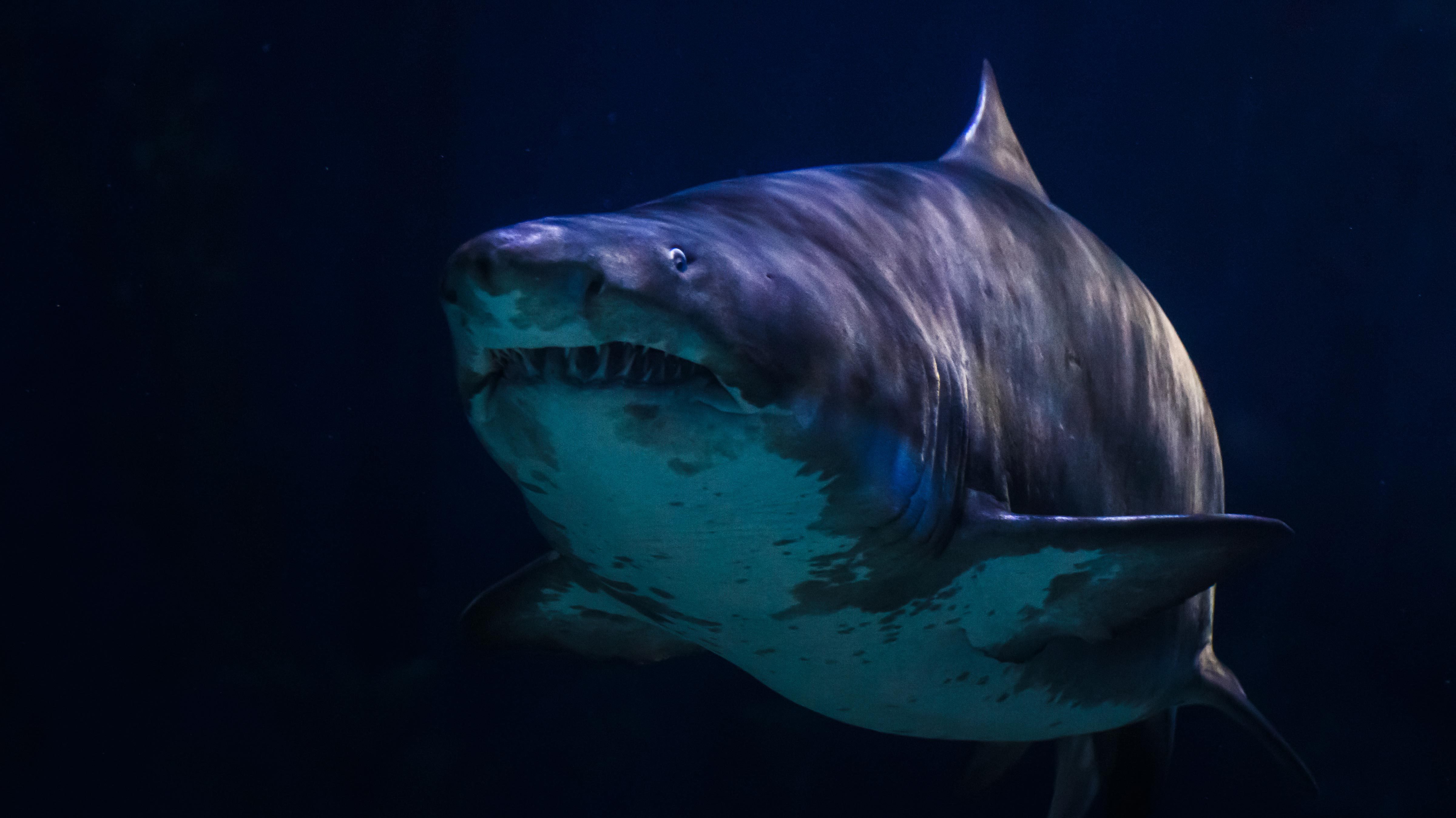 Do Sharks Really Smell Blood? | Reader's Digest