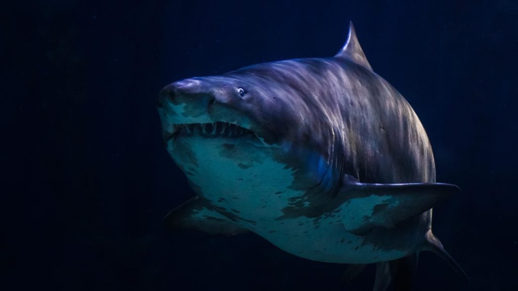 Great white shark in underwater life sea is dark or black on background