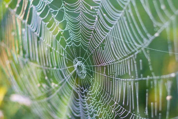 detail shot of spider web