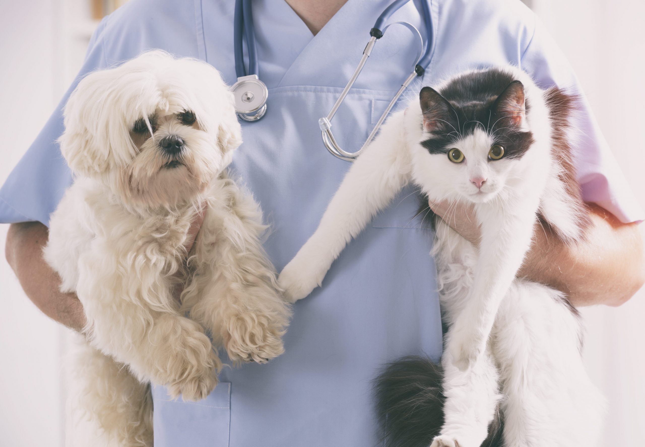 Signs You Need to Switch Veterinarians | Reader's Digest