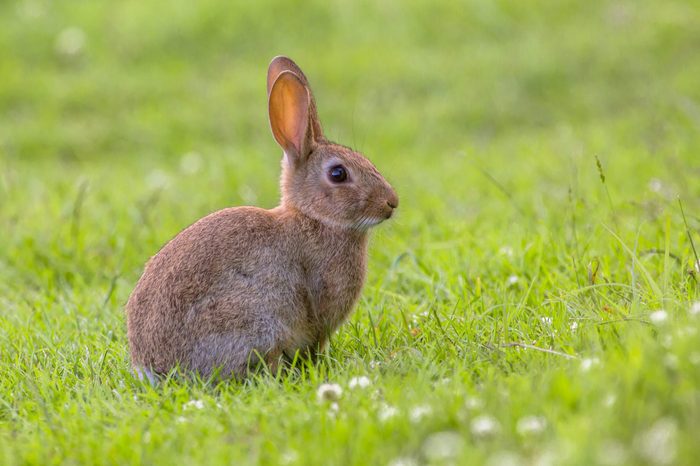 European Wild rabbit (Oryctolagus cuniculus) in lovely green vegetation surroundings with white flowers
