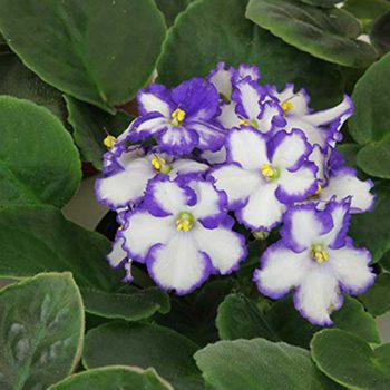 08_Hyacinth