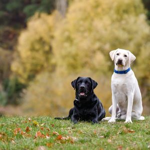 Two labrador dogs on the meadow