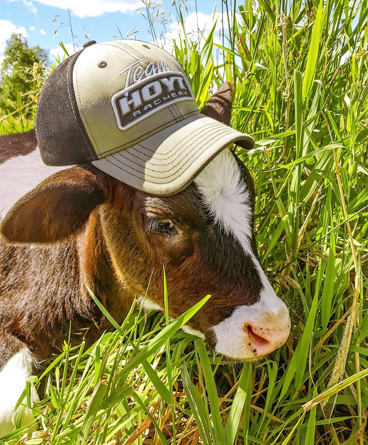 brown and white cow wearing a trucker hat