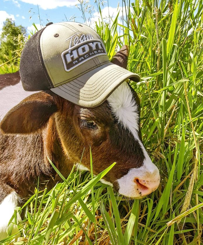 brown and white cow wearing a trucker hat