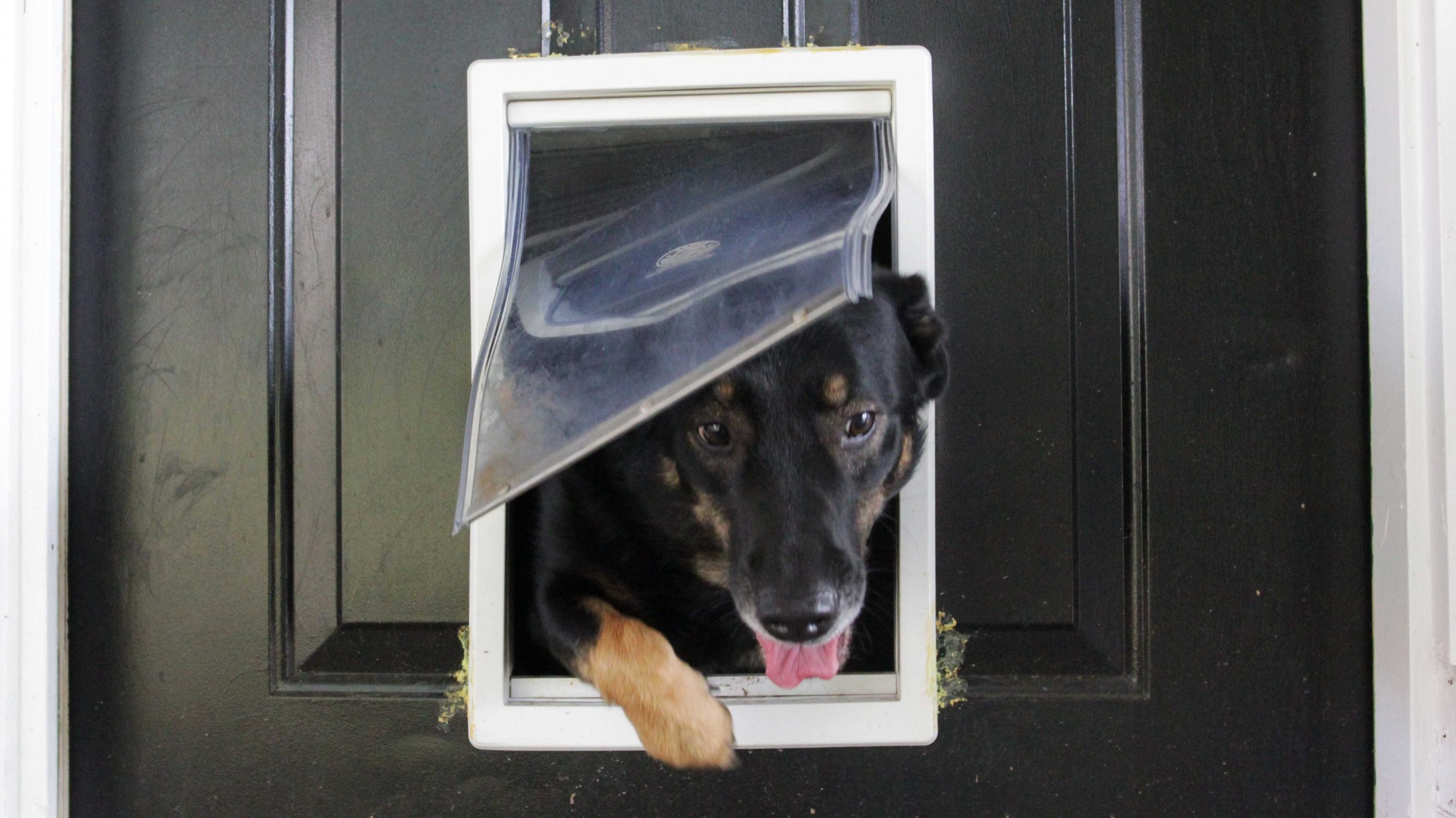 How to Install a Dog Door - This Old House