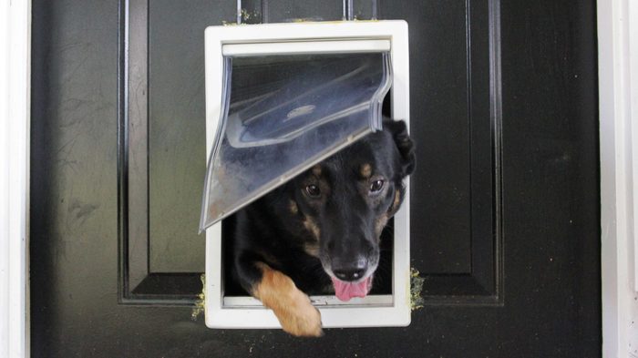 Pets-Doggie Door Thefts