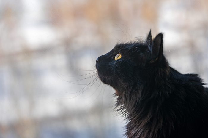 A beautiful black cat sits at the window and looks at the birds.