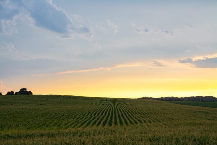 Afternoon light after a Summer rain over cornfield. Bureau County, Illinois, USA
