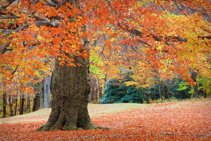 Autumn in Connecticut