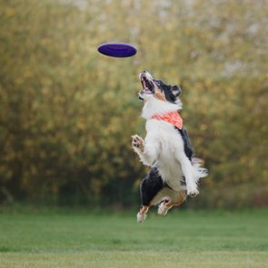 The Australian Shepherd Aussie dog catches a flying disc