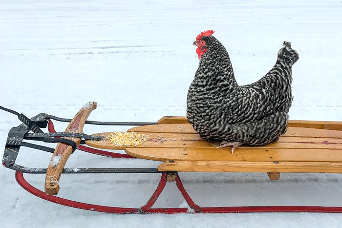 a chicken sits and rides across the snowy ground on a wooden sled