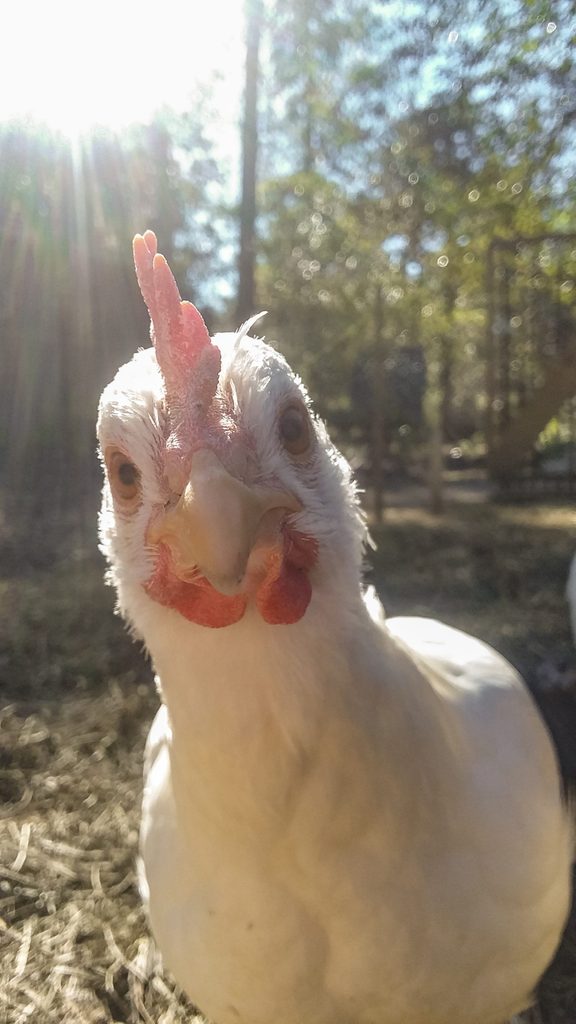 chicken selfie