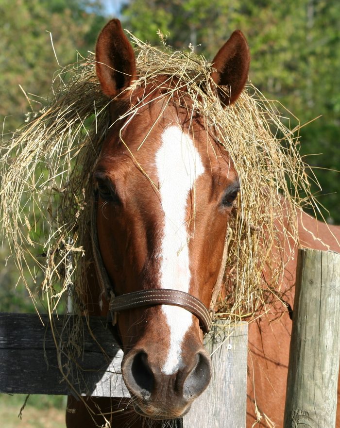 horse with hay around his head like a wig