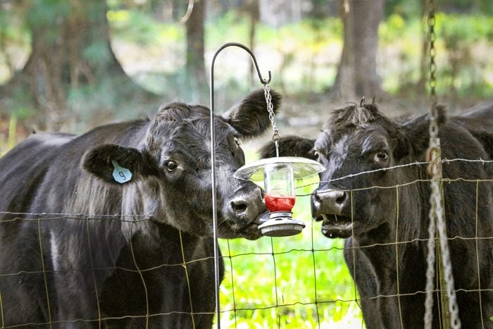 two cows trying to drink out of a hummingbird feeder
