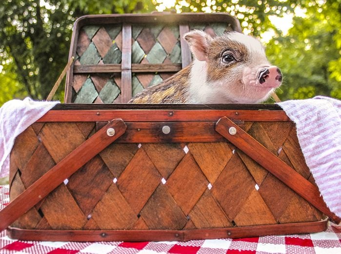 a small pigs pops out of a picnic basket