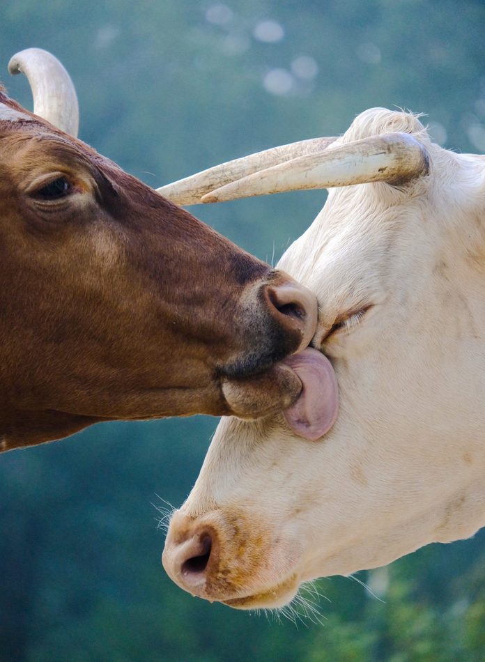 one cow cleans another cow's face
