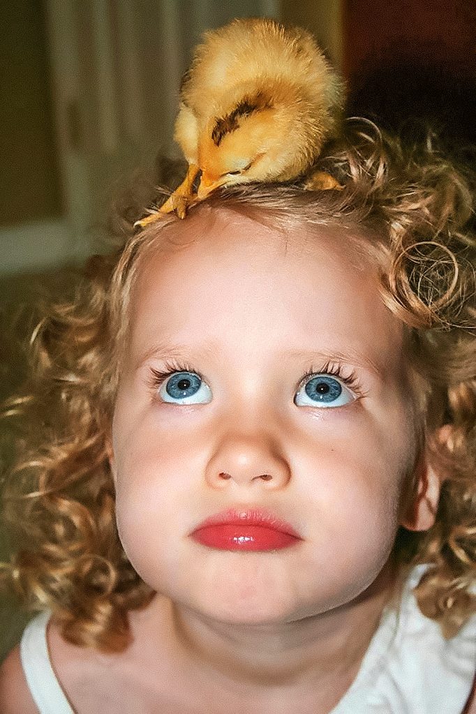 cute young girl looking up at the duckling on her head