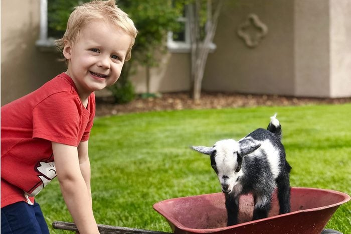 young boy pulling a baby goat in a wheelbarrow