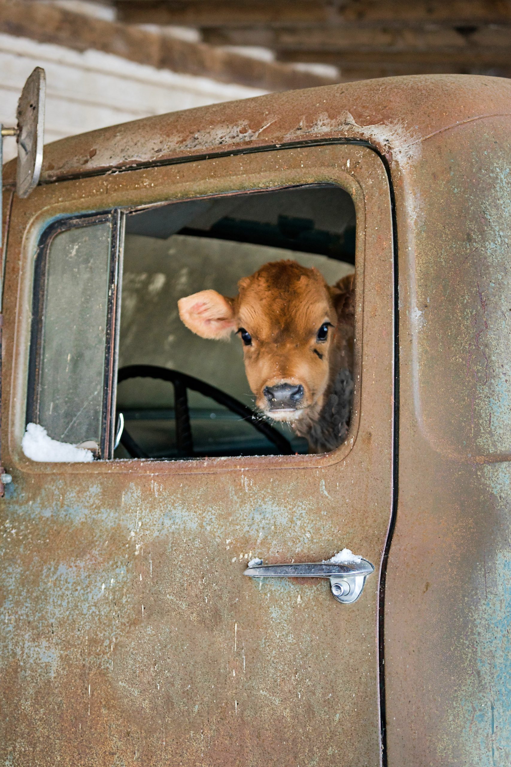 a small cow looks out the window from the cab of an old truck