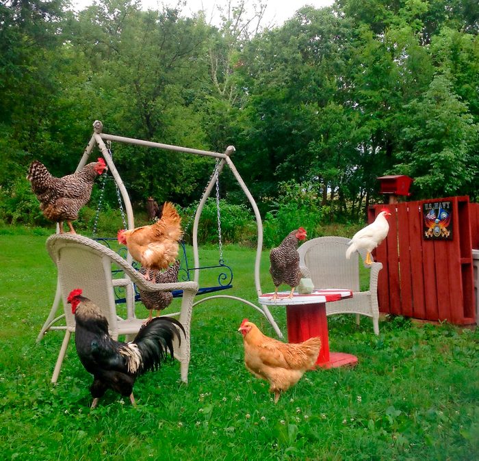 six chickens on outdoor furniture in a grassy yard
