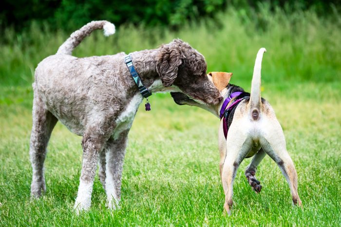 Dogs greeting each other at a dog park.