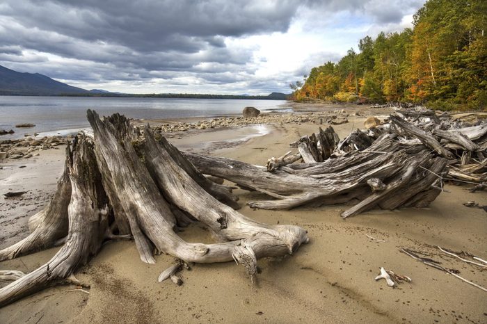 Driftwood, stumps, and fall foliage along the rocky shoreline of Flagstaff Lake in Somerset County, northwestern Maine.