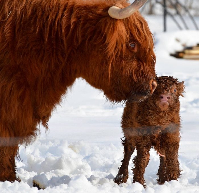Scottish Highlander cow and calf nuzzle in the snow