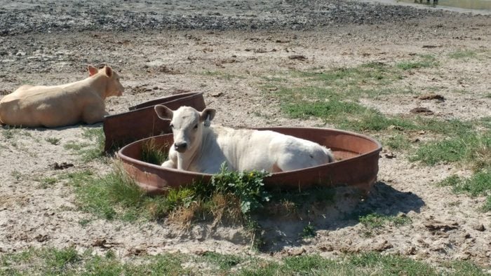 young cow sitting in a rusted circular pool-like container