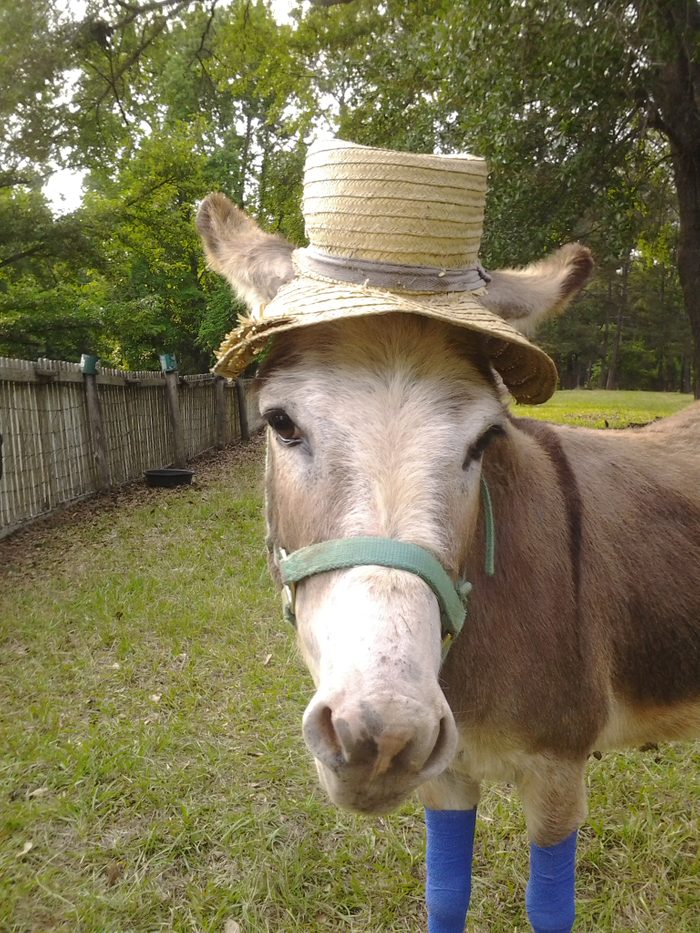 donkey in a straw hat