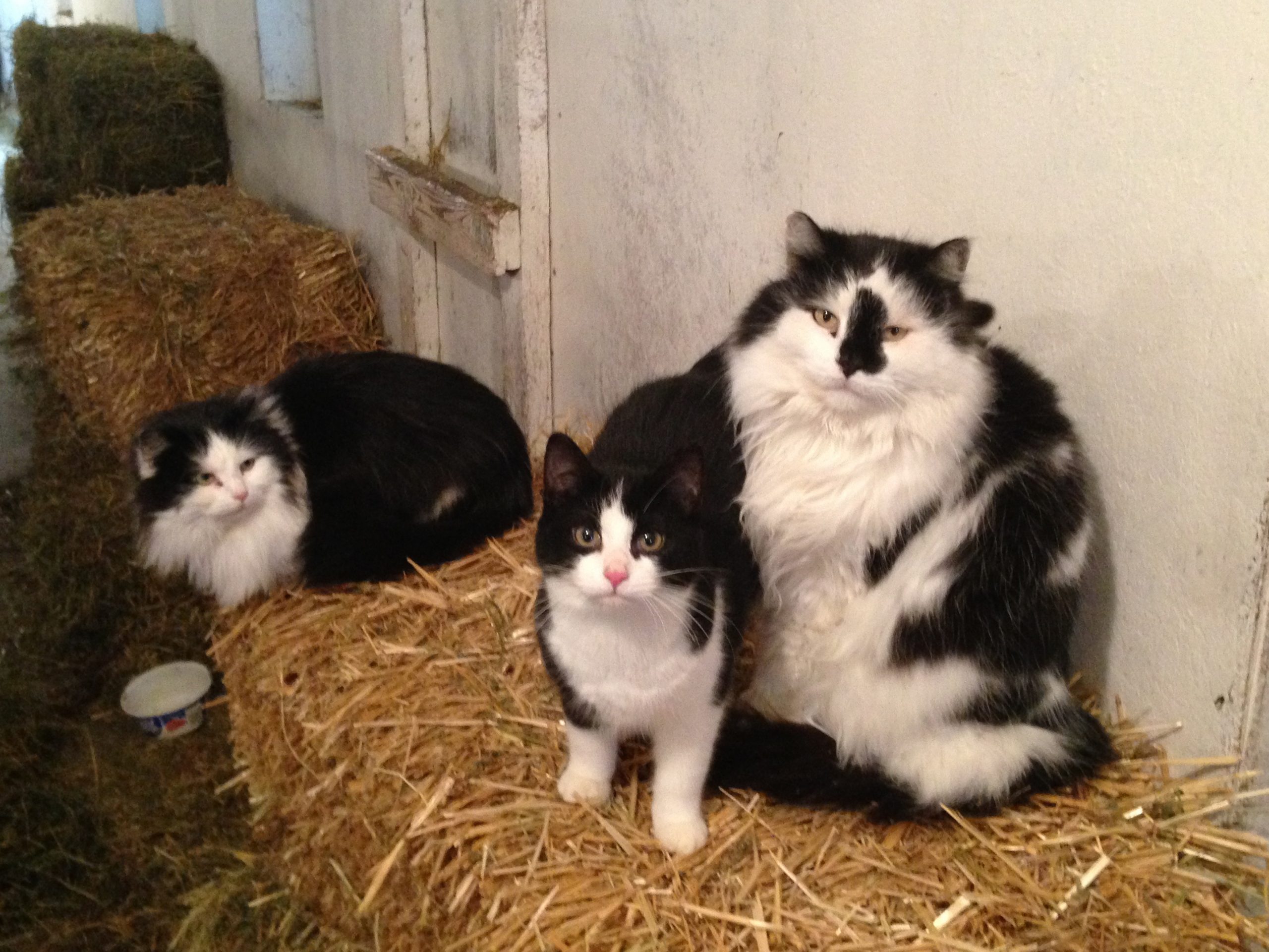 cats sitting on bales of hay