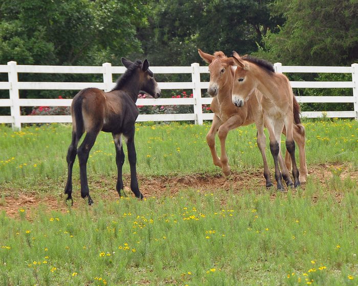 mule colts playing in a grassy enclosure