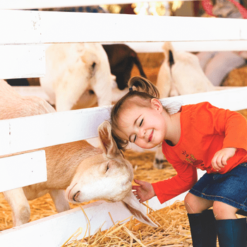 little girl bonding through the fence with a sheep