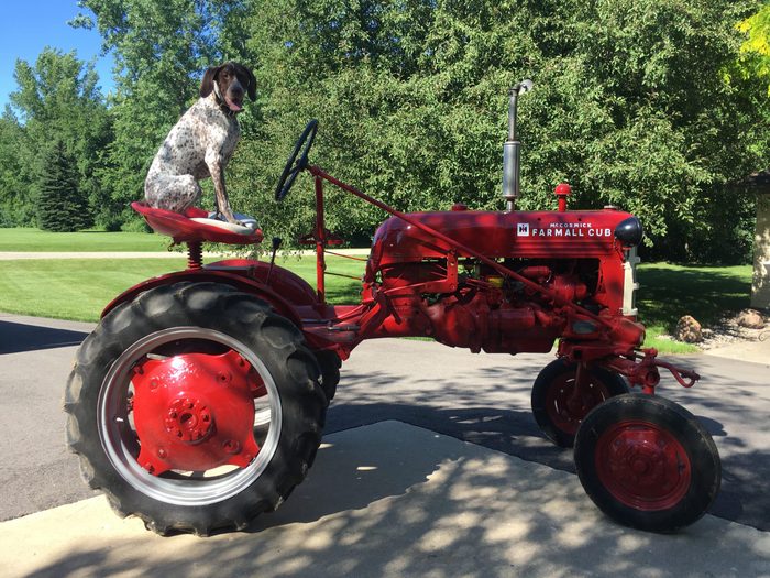 dog sits in the seat of a vintage farm tractor