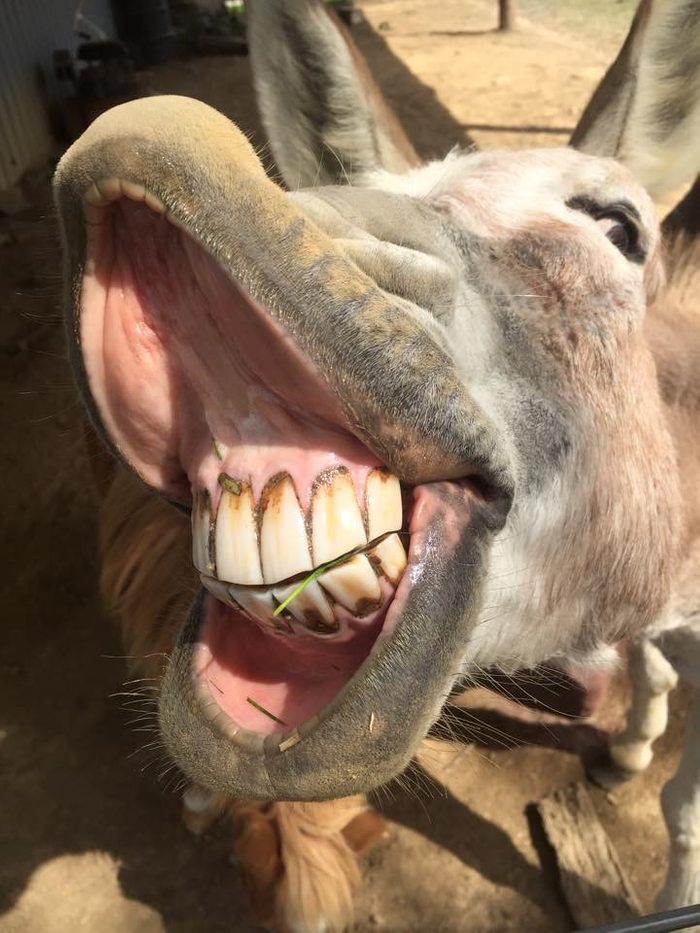 close up donkey smile