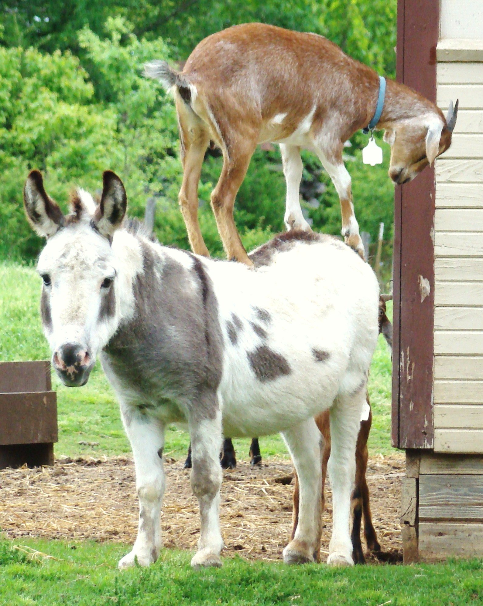 miniature donkey standing with a goat standing on his back