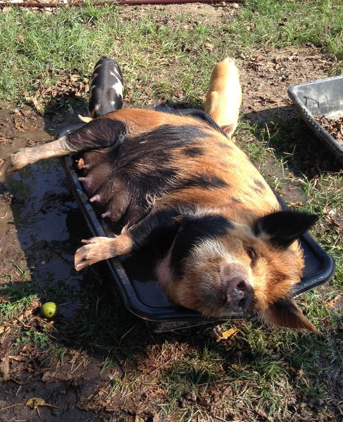 pig lays in a pool of water with two piglets nearby