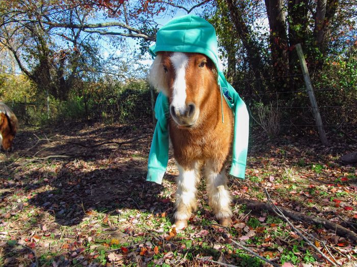 miniature horse wearing a teal hoodie; hood on his head, sleeves draping around his shoulders