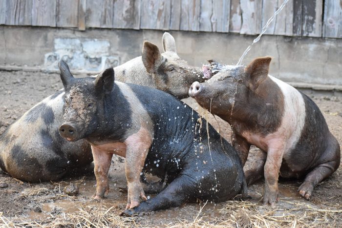 three pigs enjoy the mud and a spring of water