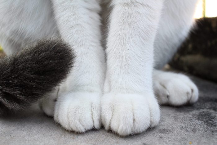Feet of cat 