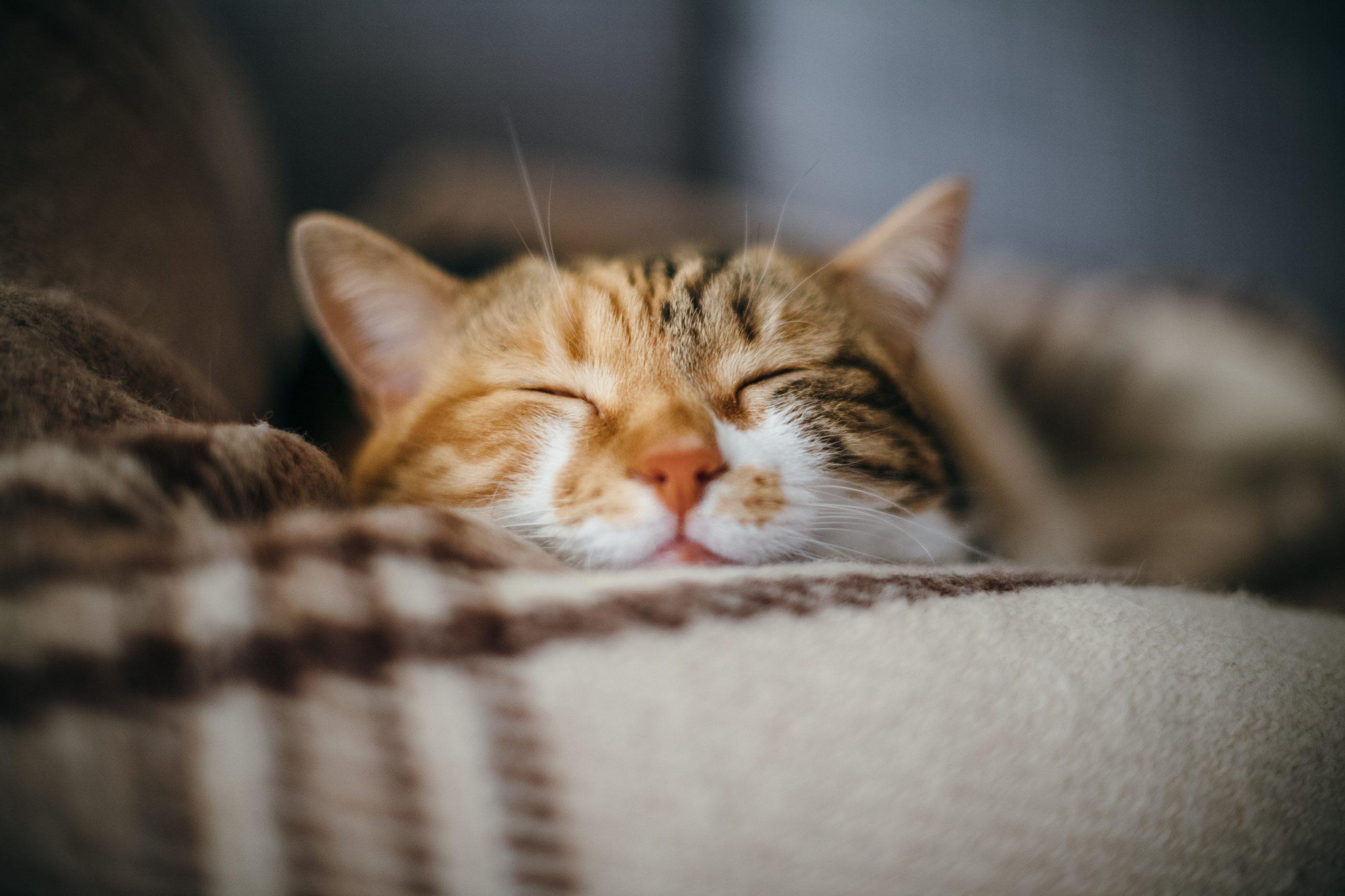 Noises Your Cat Makes—and What They All Mean | Reader's Digest