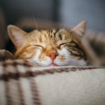 10 Noises Your Cat Makes—And What They All Mean